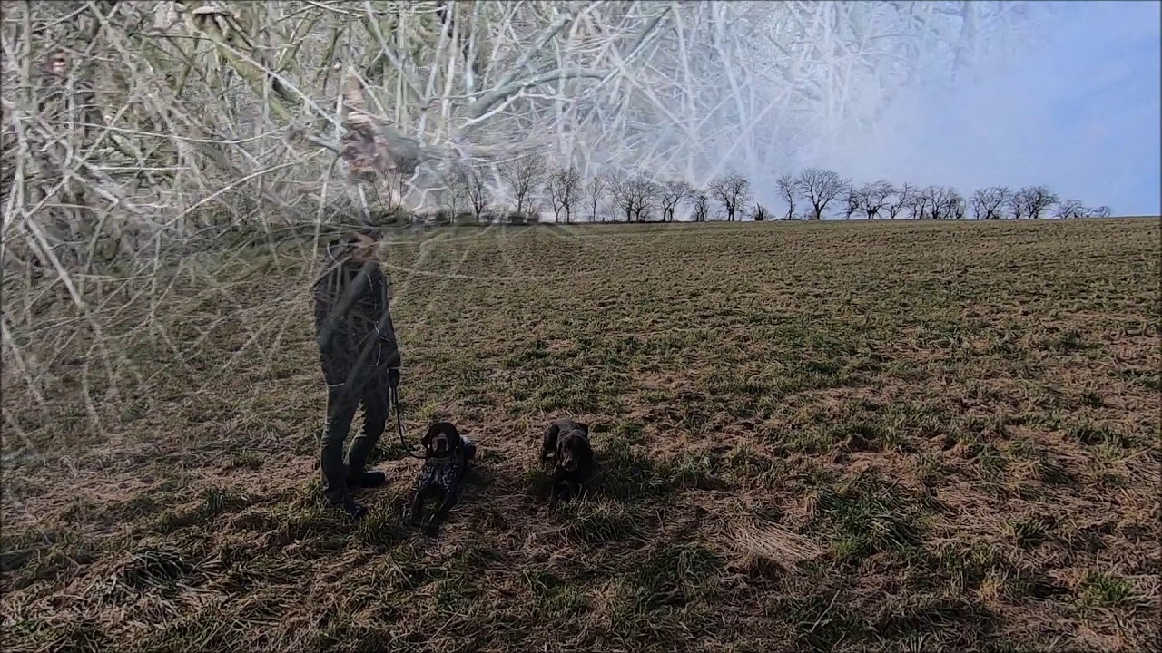 skrobak - hon Nivnice 31.1.2021