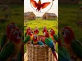Beautiful Parrots Flowing Out of a Glass Bucket | Satisfying ASMR