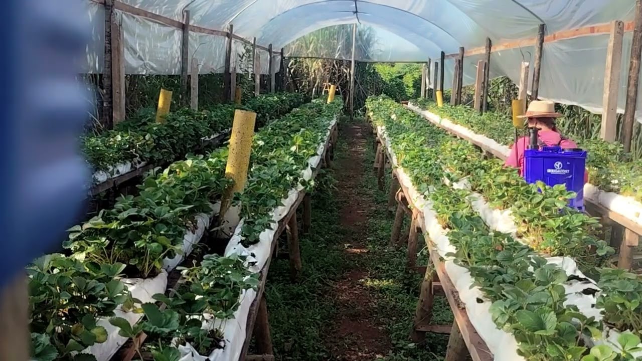 Estufa  de morangos e seus cuidados , e muito calor 🥵