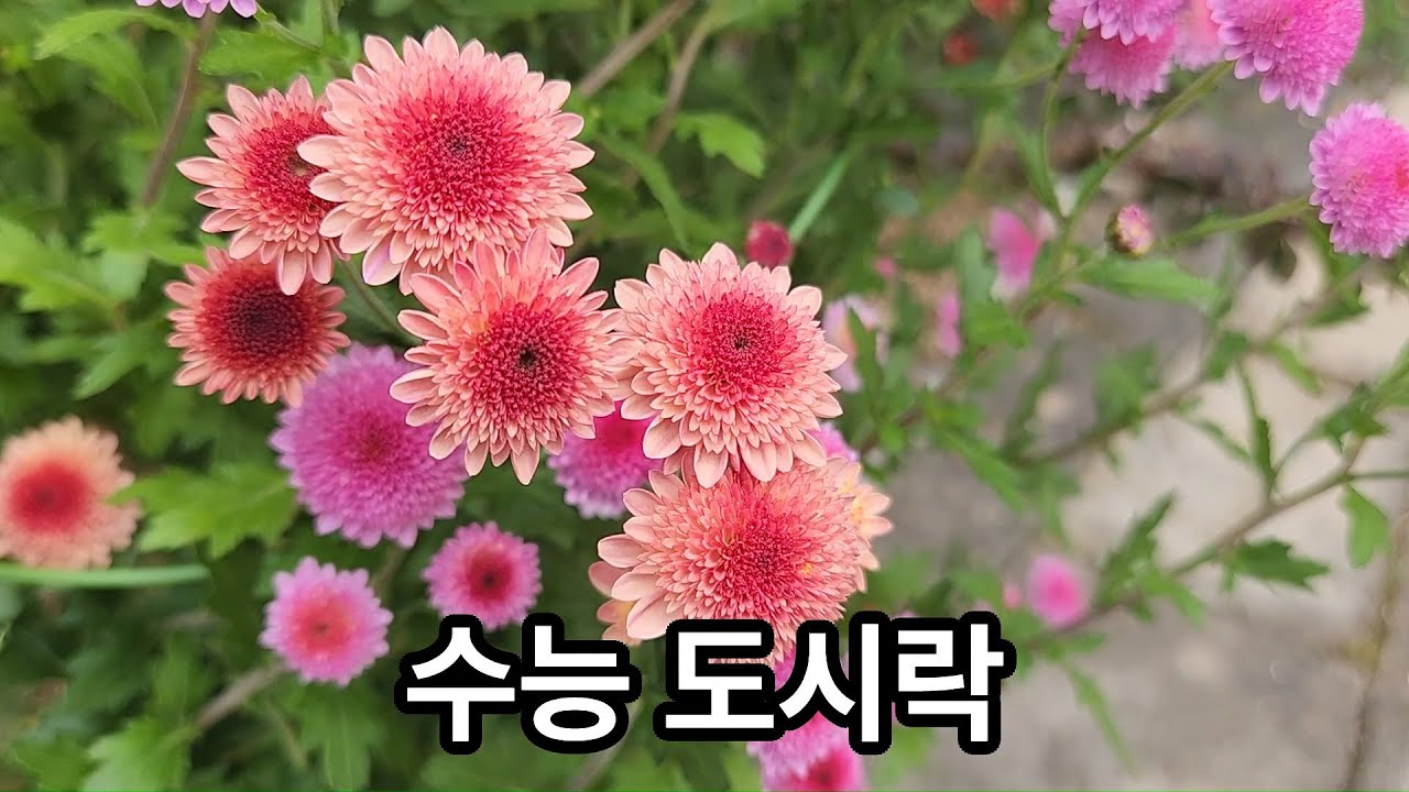 수능도시락 - 2025년 11월 13일