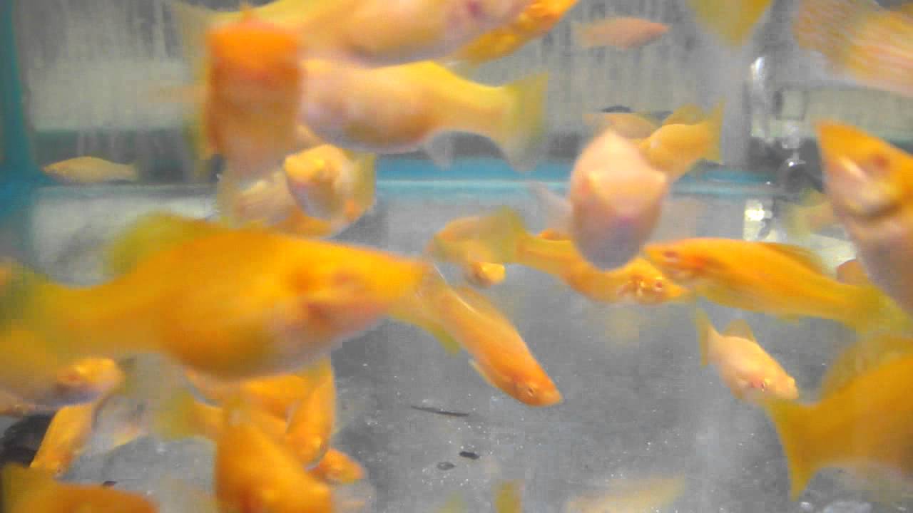 5cm golden molly youtube
