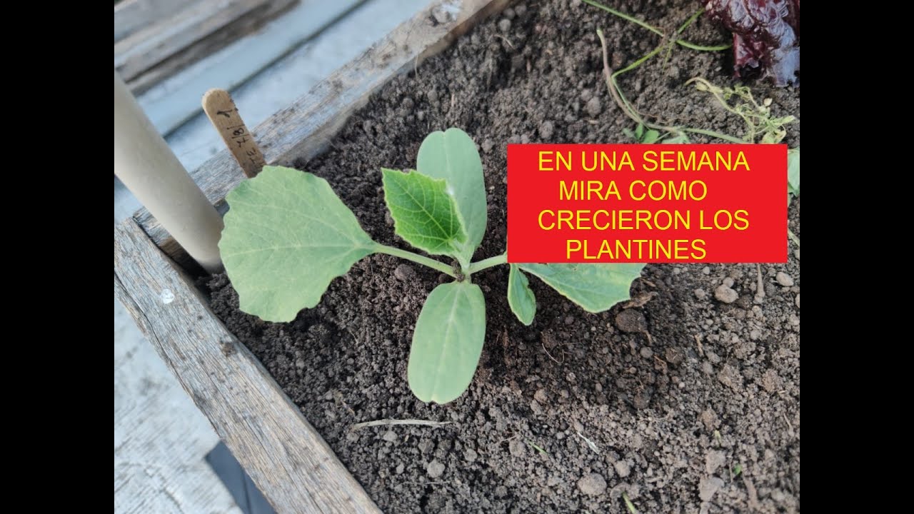 SE PUEDE PLANTAR CALABAZAS Y MELONES JUNTOS