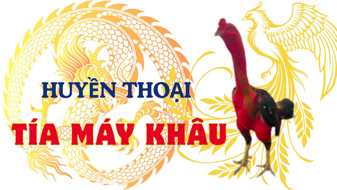 Tía Máy Khâu – Huyền Thoại Chiến Kê Tam Dương, Thắng Bạc Tỷ, Gây Chấn Động Làng Gà Chọi