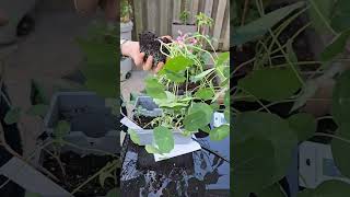 Working on my back porch containers, Clematis