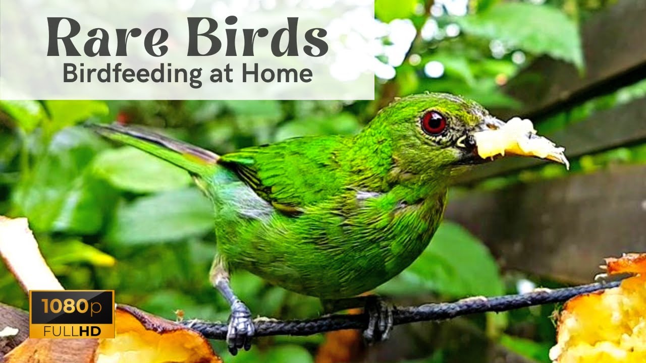 Green Honeycreeper ♀ | Birdfeeder Camera | Colorful Birds | Special Quick Birding |  Birdwatching