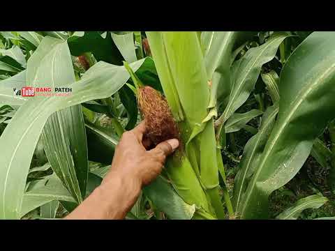 Video: Cara Memilih Jagung Yang Betul Di Tongkol