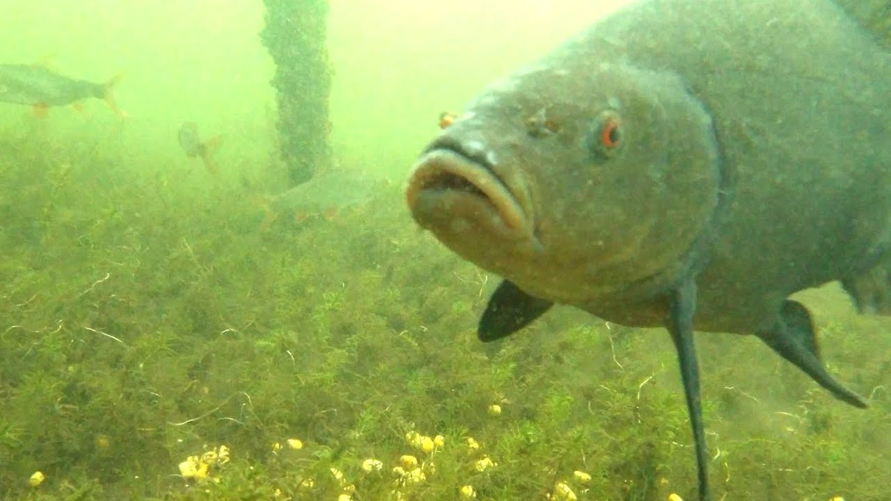bream-tench-roach-underwater-video-braxen-sutare-m-rt