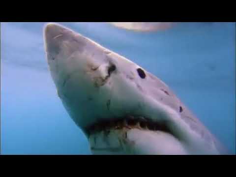 Documentaire  Le grand requin blanc