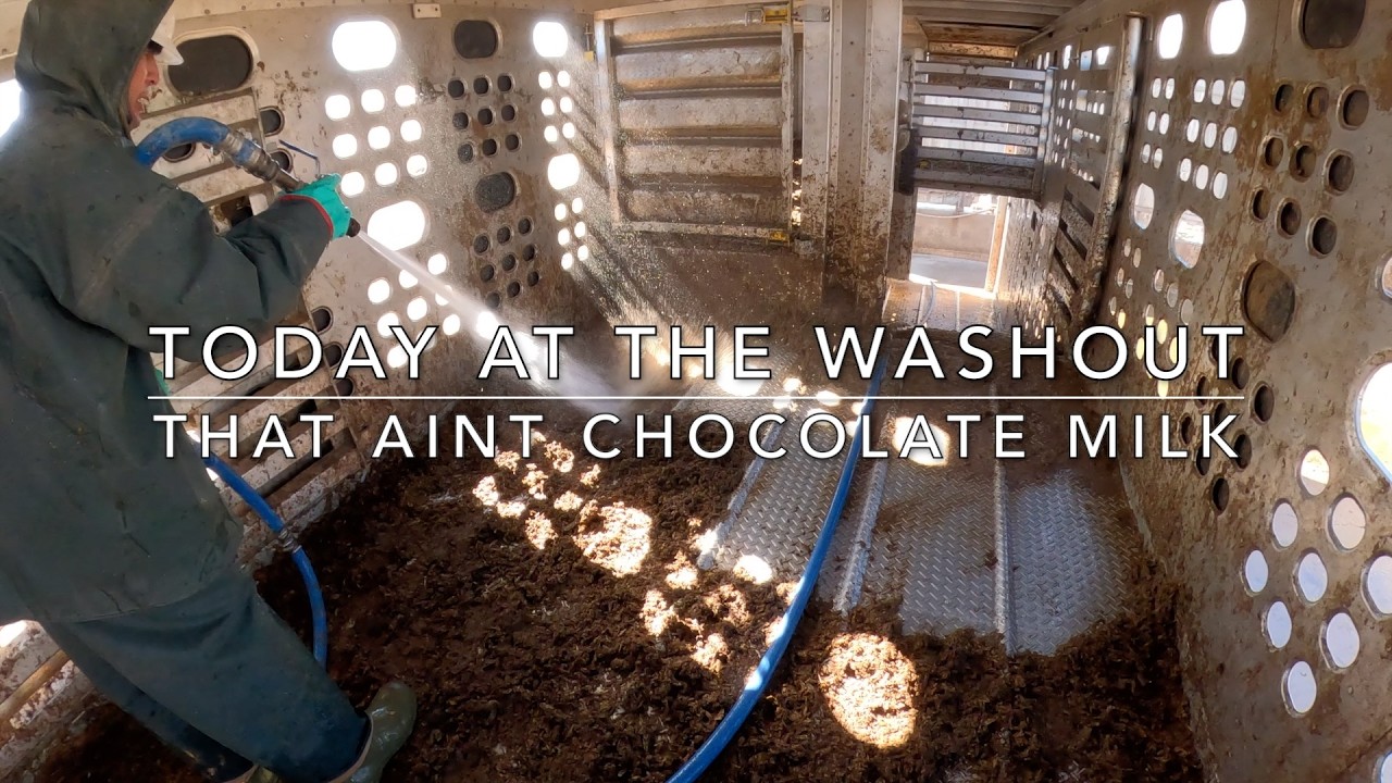 That aint chocolate milk! (Cattle Washout ASMR Ep. 23)