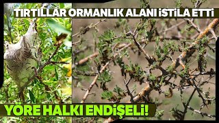 Sivas’ta Tırtıl İstilası Vatandaşlar Tedirgin