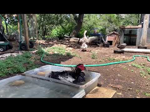 Bath Time for Lord Montezuma