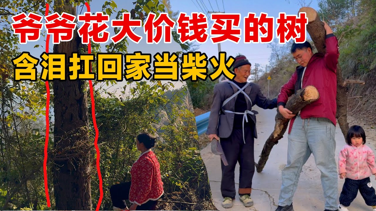 爷爷花大价钱为自己百年后买的大树，完全不能用了，含泪扛回家当柴火