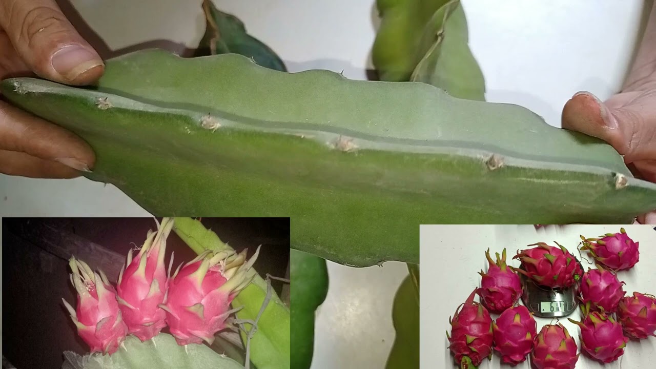QUE VARIEDAD DE PITAHAYA ES IDEAL PARA TENER DESDE UNA UNIDAD.