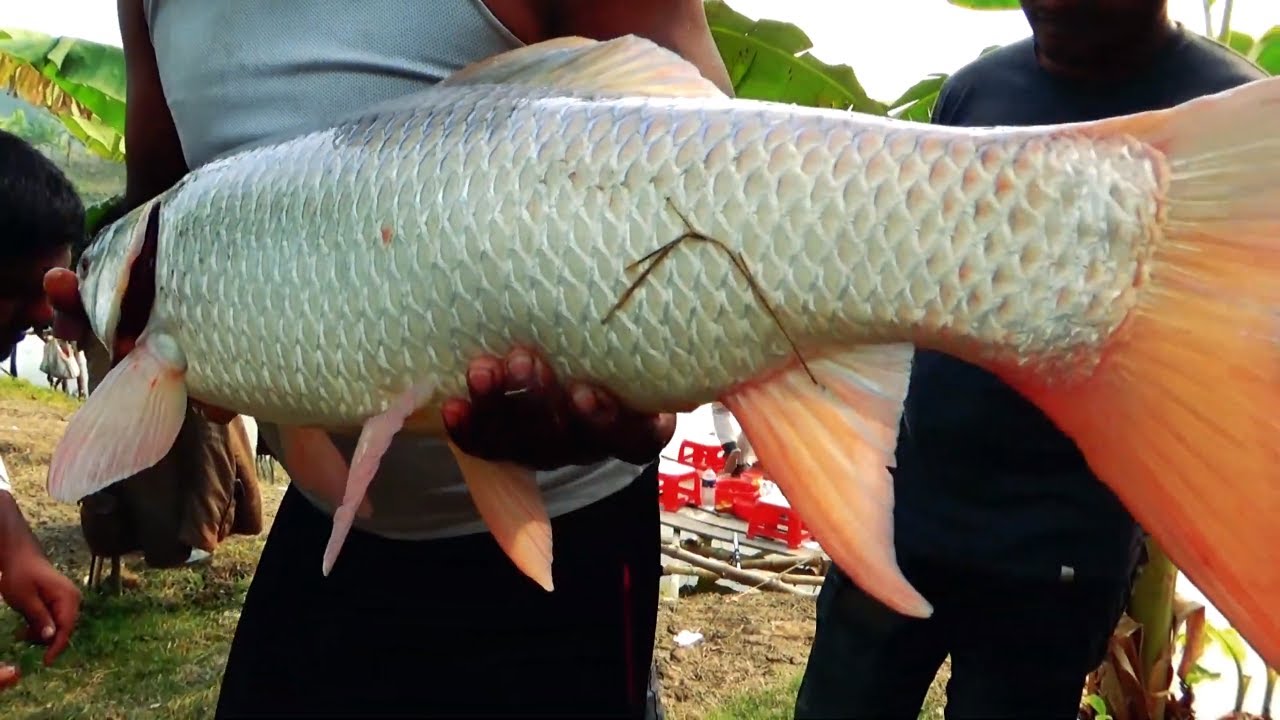 Big Hook Fishing Videos By Rasel In Village Fishing Tournament 