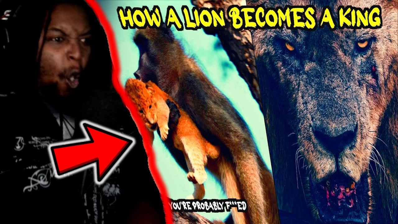 From Cub to King: A Lion's Survival Guide (ft. TierZoo) [Casual Geographic] DB Reaction
