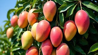 Mahachanok mango | Banana mango | taste review Malayalam | TSS | BRIX