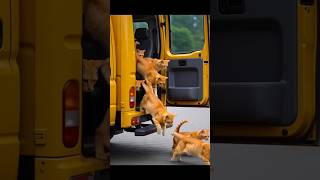 Yellow Cats.cats Love Journey.