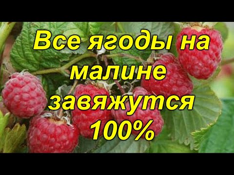 Самая важная подкормка ремонтантной малины летом (реально работает!)