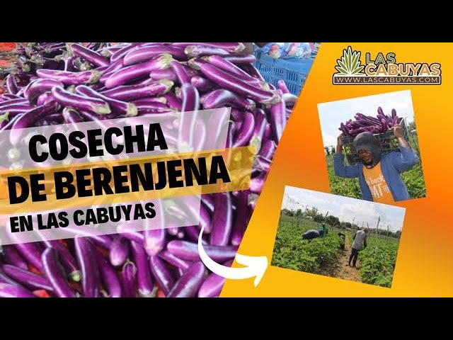 Cosecha de berenjena en Las Cabuyas.