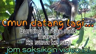 Download lagu Pikat Merbok Kampung - Cmun Datang Lagi..burung Hutan Garang Ke Sana Ke Sini. mp3