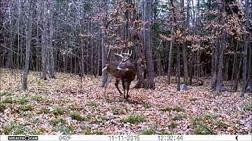 Whitetail Deer Buck Works a Licking Branch and Scrape