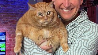 Chubby rescue cat is in no mood to lose weight
