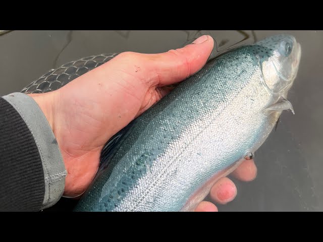 The Ultimate Stillwater Fly Line! - YouTube