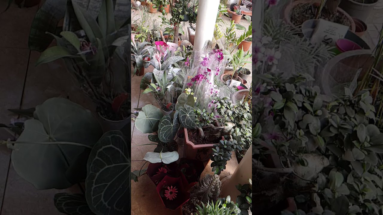 Anne's Garden. YouTube