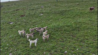 SÜRÜ KÖPEKLERİ BOĞUŞTU - KURTLAR KOYUNA SALDIRDI
