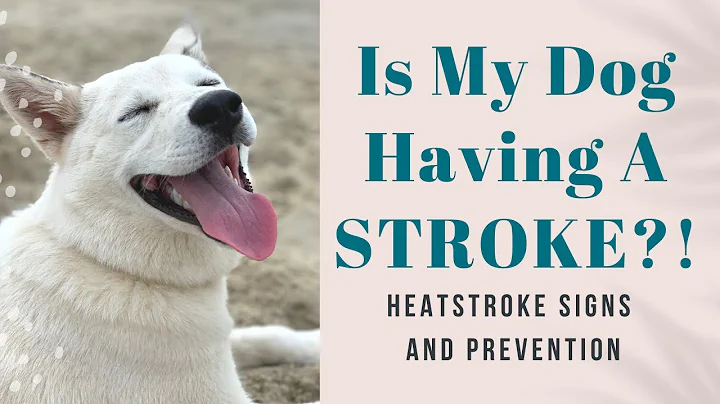 Dog Overheating | HEAT STROKE  Symptoms and Prevention | Stacia Island Vet