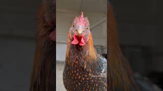 The best breed for you may not work for me. Choose your breeds carefully ! #chickens