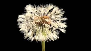 Копия видео Dandelion flower and clock blowing away time lapse