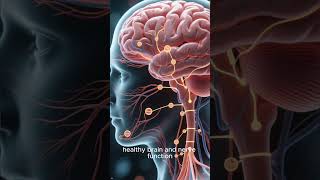Life After Menopause: Why Balance Gets Harder Than It Used To & What supports Nerve & Brain Function