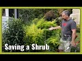 How to Save a Shrub after Wind and Rain Damage