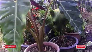 Download Lagu QASIDAH NASIDA RIA TERPOPULER MP3