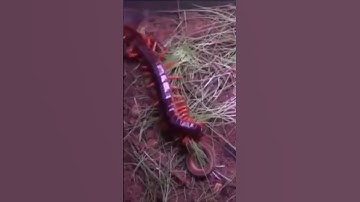 Rắn tấn công rết nhận ngay kết đắng          #taphoa1985 #youtube #youtubeshorts #ytshorts