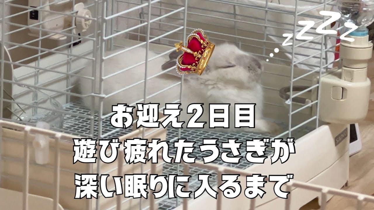 【お迎え2日目】初めての部屋んぽ後、疲れて深い夢の世界へ…【うさぎ】