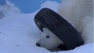 頭隠しておしり丸見えアイラ~Polar Bear pursues crows