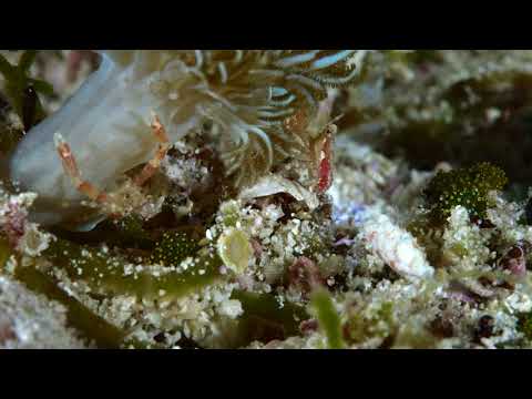 evo reef 20180719 malapascua diving