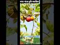 সুন্দর সুন্দর গাছ❤🇮🇳❤🇮🇳❤#shortvideo #shorts #funny #freefire #video #viralvideo #short #viral 🇮🇳❤😃😃