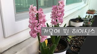겨울 가드닝, 꽃 근황, 히아신스가 꽃을 피웠어요.