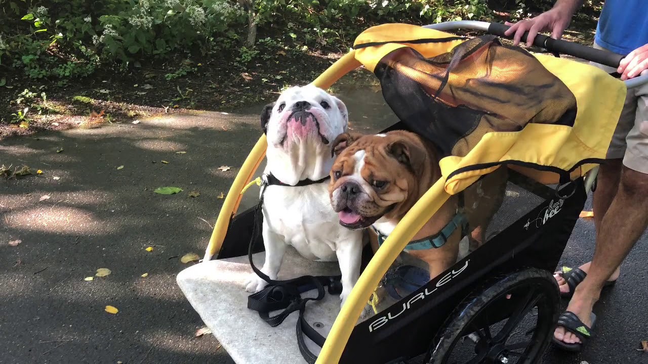 Bulldogs Riding In A Bike Trailer My Bulldogs’ Life YouTube