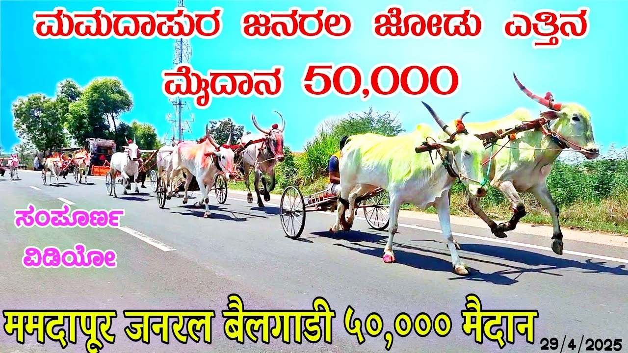 ಮಮದಾಪುರ ಜನರಲ ಜೋಡು ಎತ್ತಿನ ಮೈದಾನ 50,000 | ममदापूर जनरल बैलगाडी ५०,००० मैदान #mamadapur 30/4/2025