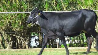 LOTE 135 5448CR