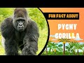 Pygmy Gorilla and One-punch man fist