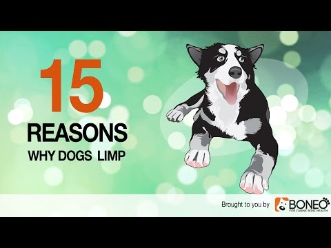 Video: Kulhanie Psa: Príčiny A čo Robiť