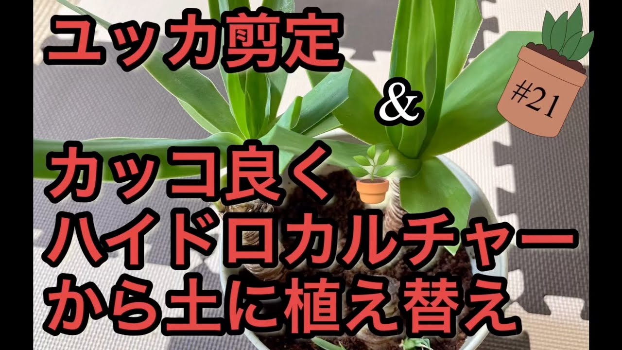 ユッカ 青年の木 剪定 ハイドロカルチャーから土に植え替え カッコ良く仕立てる ハイドロカルチャー根腐れする Youtube ユッカ 青年の木 剪定 ハイドロカルチャーから土に植え替え カッコ良く仕立てる ハイドロカルチャー根腐れする Youtube