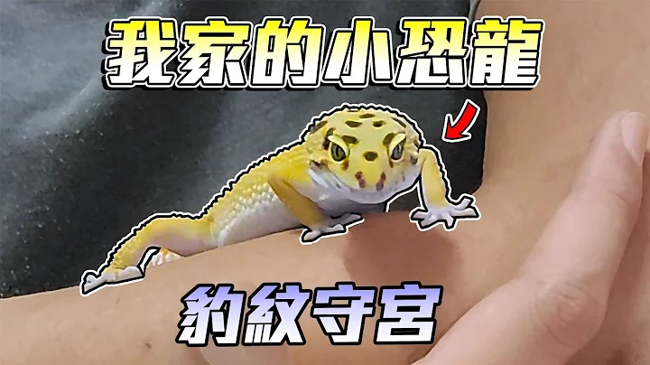 豹紋守宮登場！馴服成功！新手飼養分享【守宮日常】 - 天天要聞