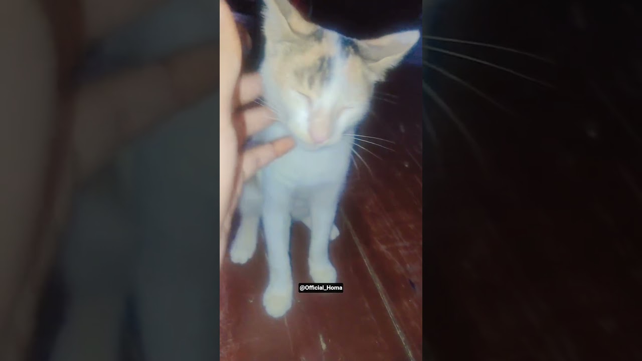 pretty little baby kitten 🐈