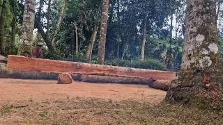 Massive Tree Cutting With Powerful Chainsaw Machine!